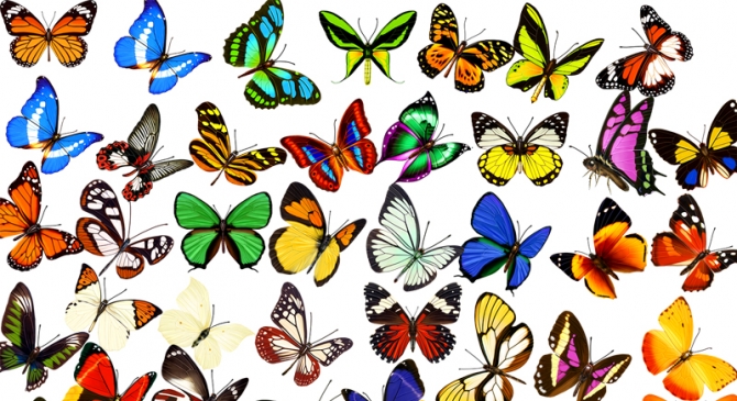 爱彩绘 漂亮的蝴蝶飞舞的蝴蝶花蝴蝶彩色蝴蝶 欧洲建筑风景欧式建筑